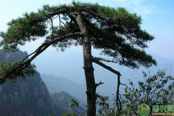 松树种子的培育,松树种子怎样播种用啥土