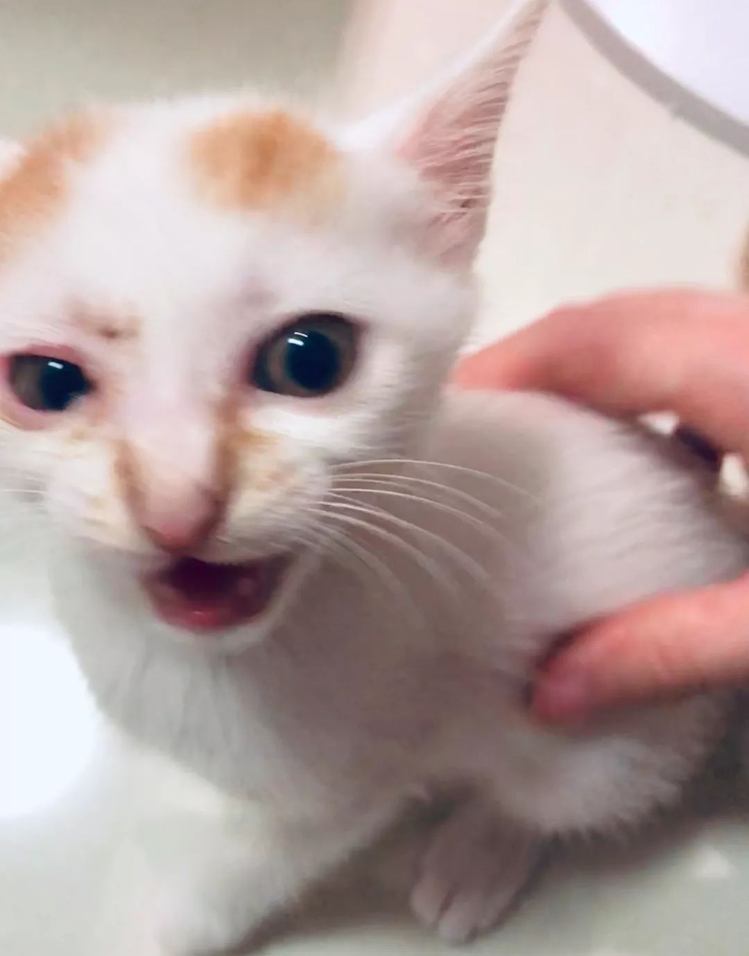 家养的猫咪需要打狂犬疫苗吗,家养的猫咪需要接种疫苗吗