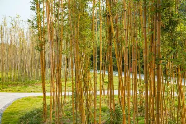 人少还免门票！深圳这片5000000㎡新公园美翻了，“神仙花谷”