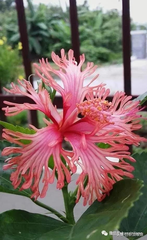 大红花和扶桑木槿有什么区别,木槿花和扶桑花哪个品种好