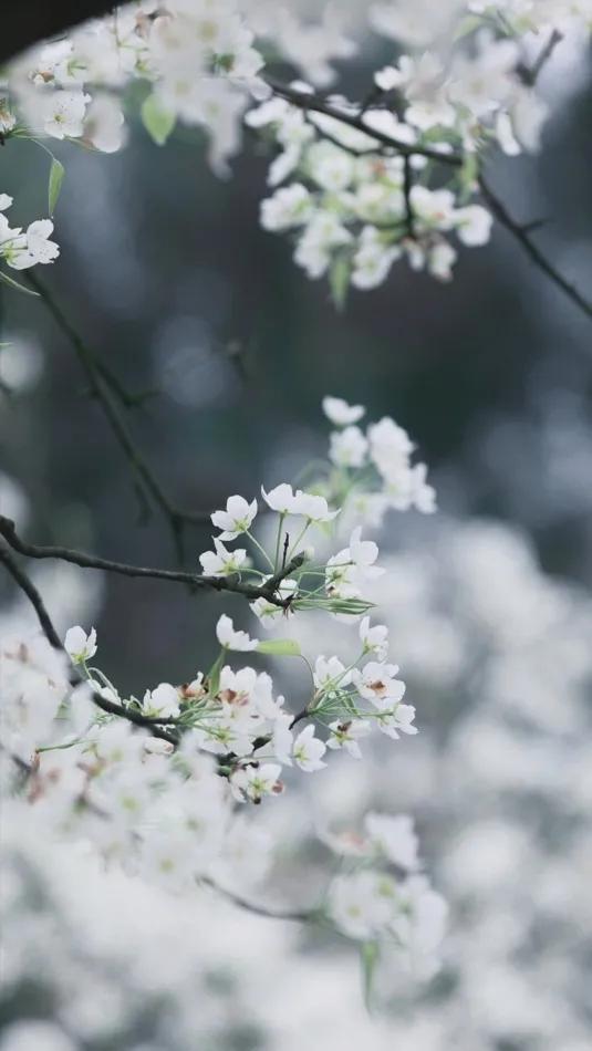携一身梨花香，可染满室清甜