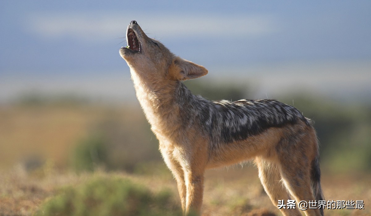 胡狼抢夺狮子和鬣狗的食物片段,胡狼为什么不怕狮子