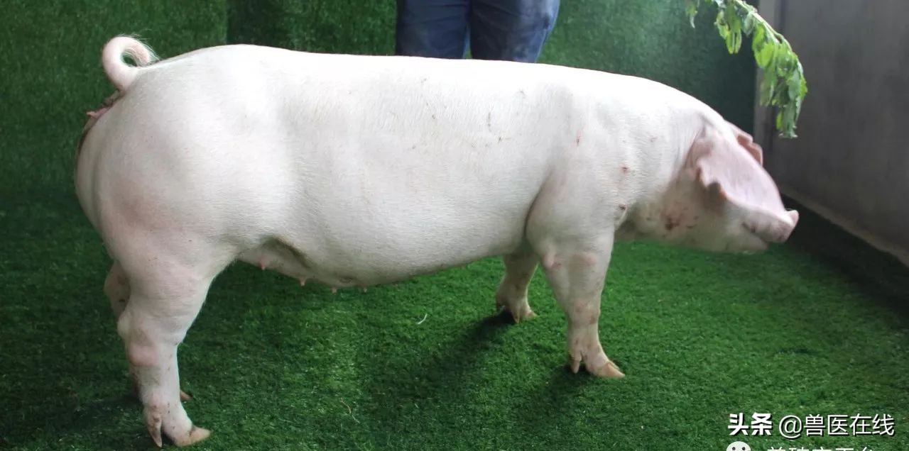 伊维菌素牛羊驱虫药用法用量,伊维菌素可以给猪用吗