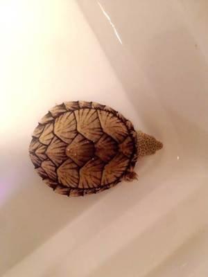 巨头蛋龟和麝香和剃刀的不同,巨头蛋龟和剃刀麝香混养会打架嘛