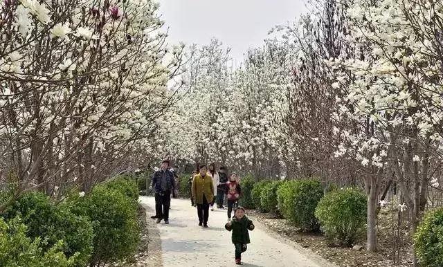 3月南阳看花的景点推荐,南阳踏青赏花攻略