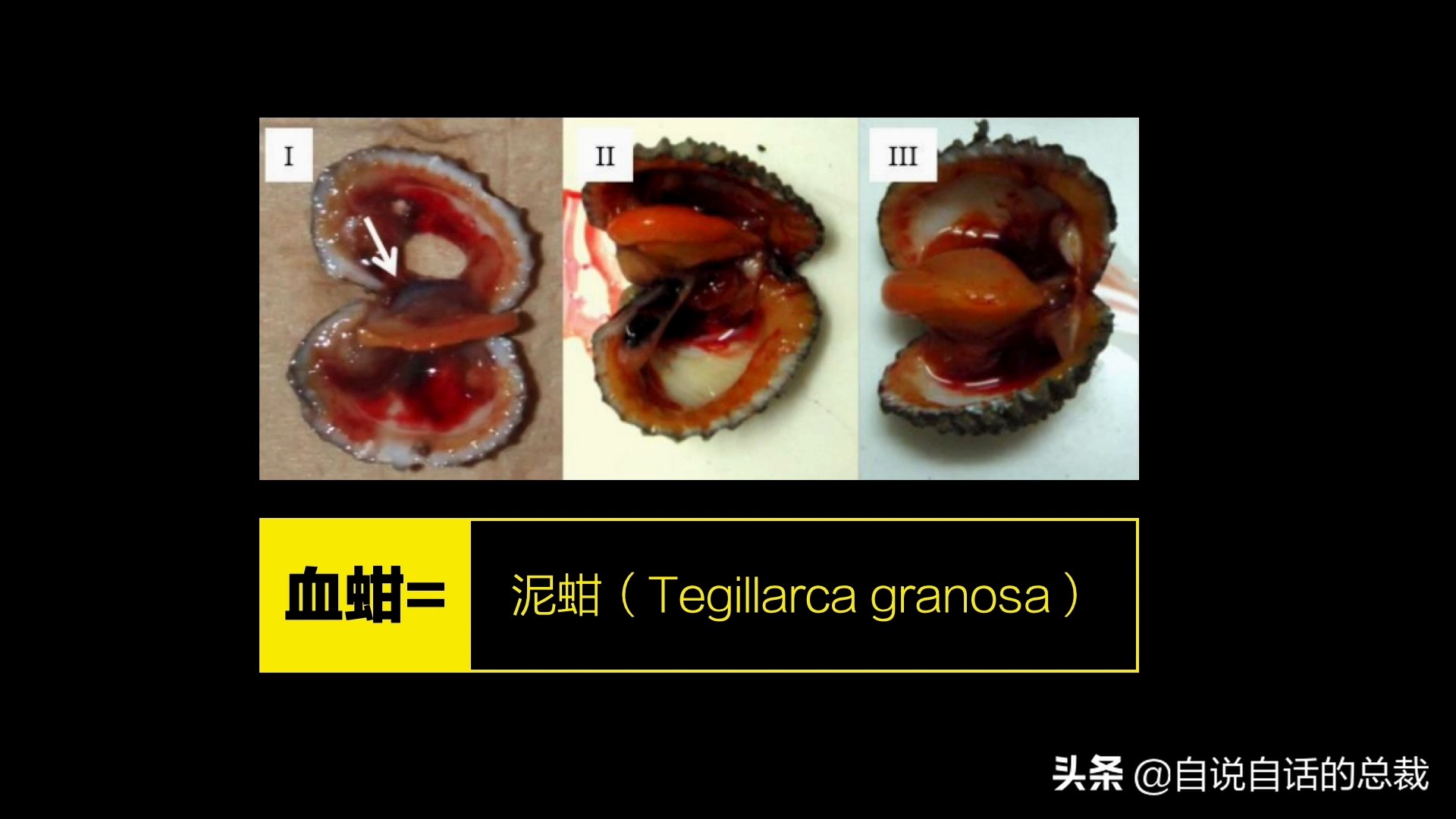 蚶蛤蛏蚬区别,蛤蜊蚶子蛏子区别
