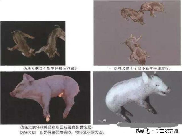猪伪狂犬病的症状及仔猪治疗方法,仔猪打伪狂犬疫苗为什么会死亡
