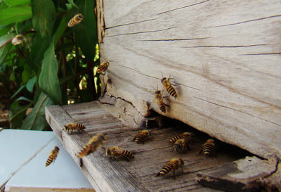 蜂群繁殖发展时期，查找蜂王较难，养蜂人发现蜂群失王的处理方法