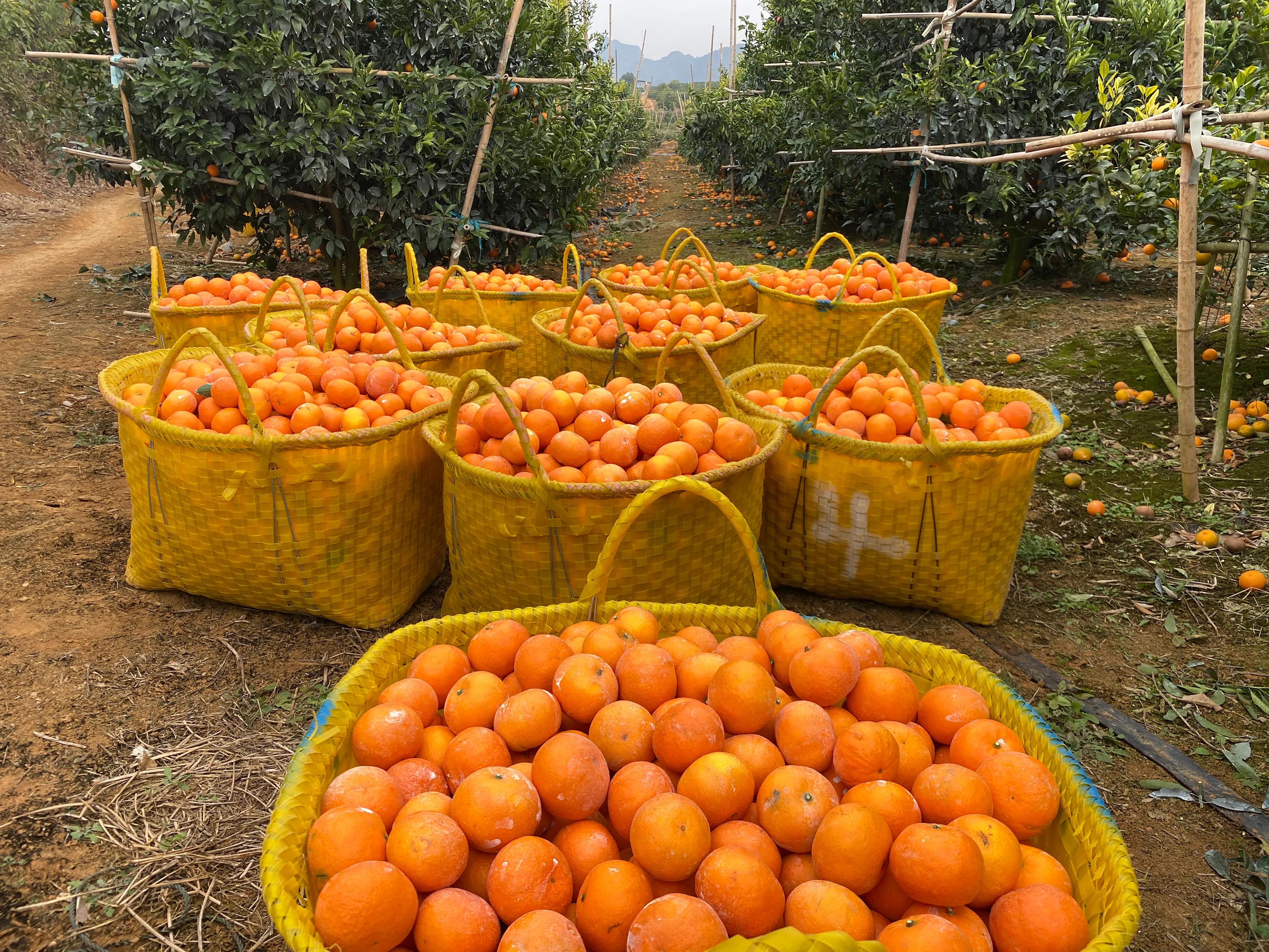 广西沃柑辟谣,在广西买水果