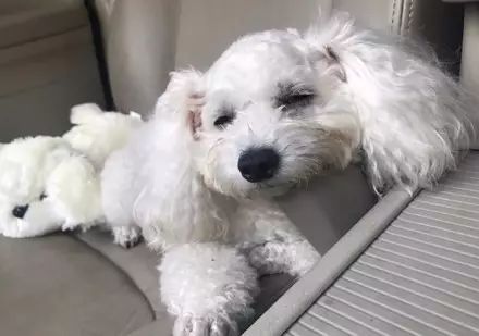 狗狗脚抽筋走路一瘸一拐,狗狗脚抽筋