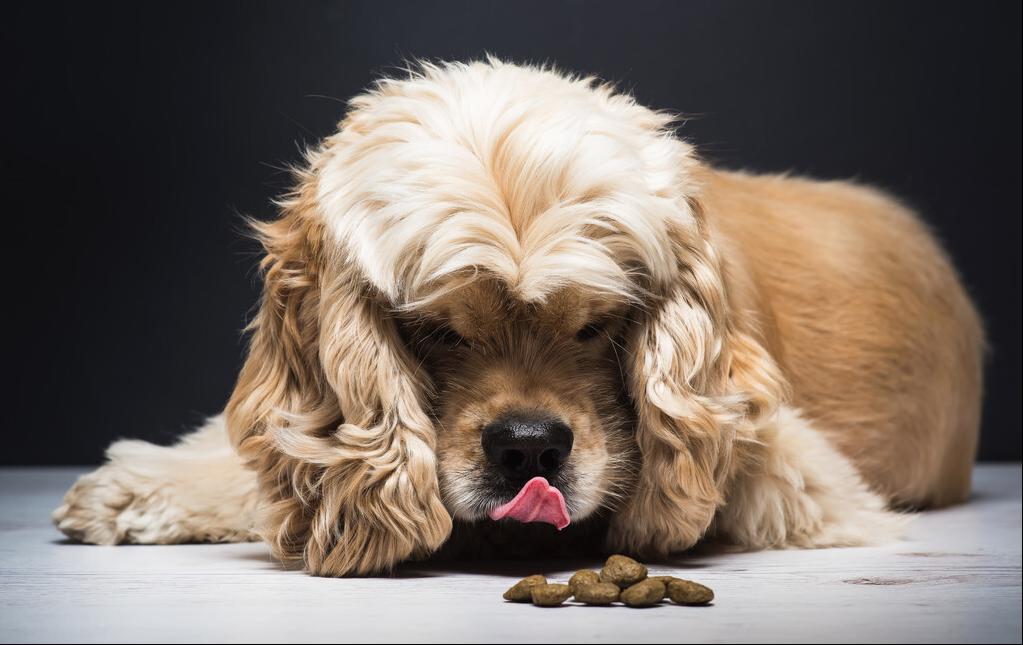 狗舔你是代表了什么,狗舔你代表喜欢你吗