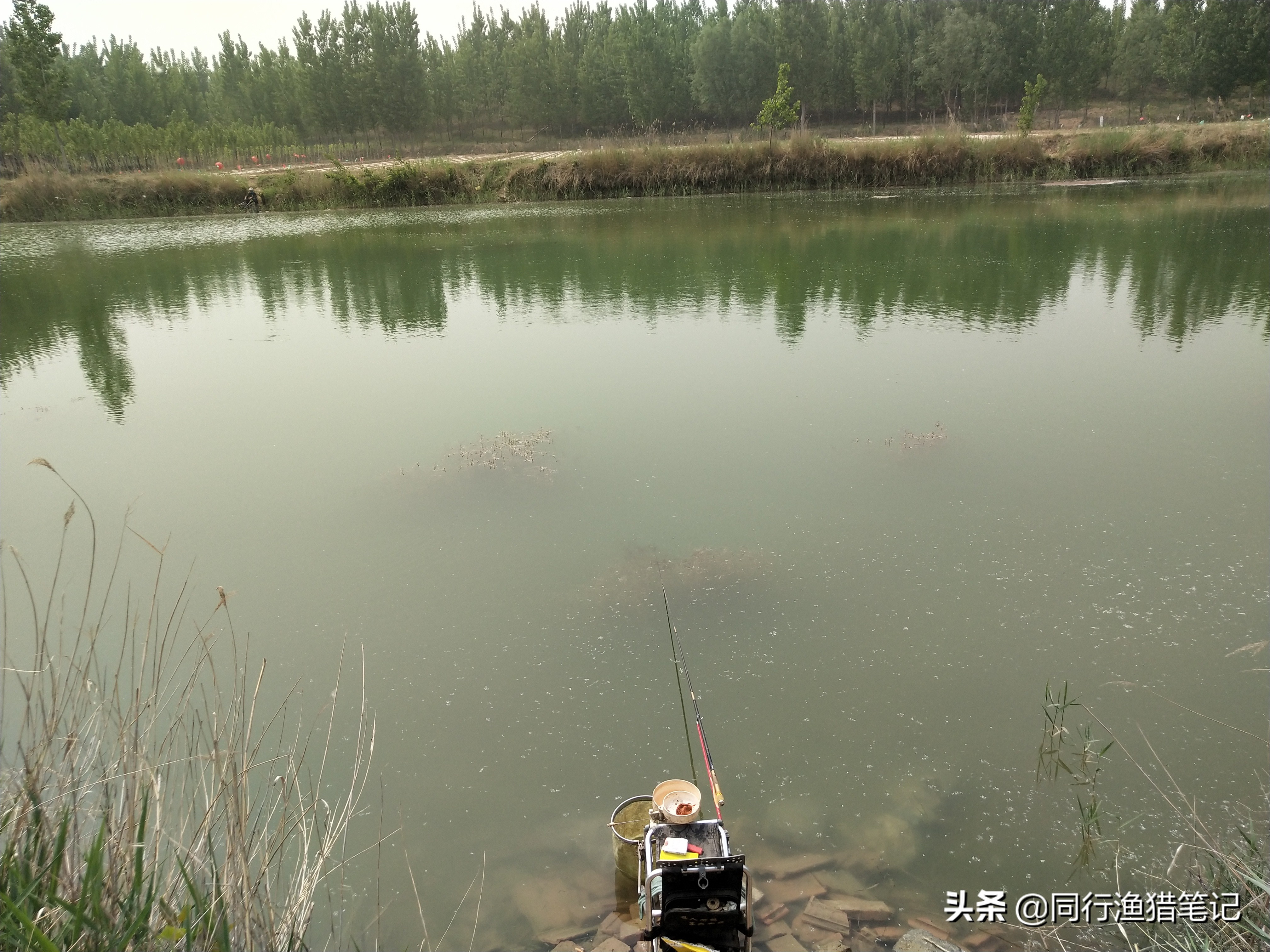 肥水缺氧鱼上浮不开口怎么钓,水肥鱼口不好