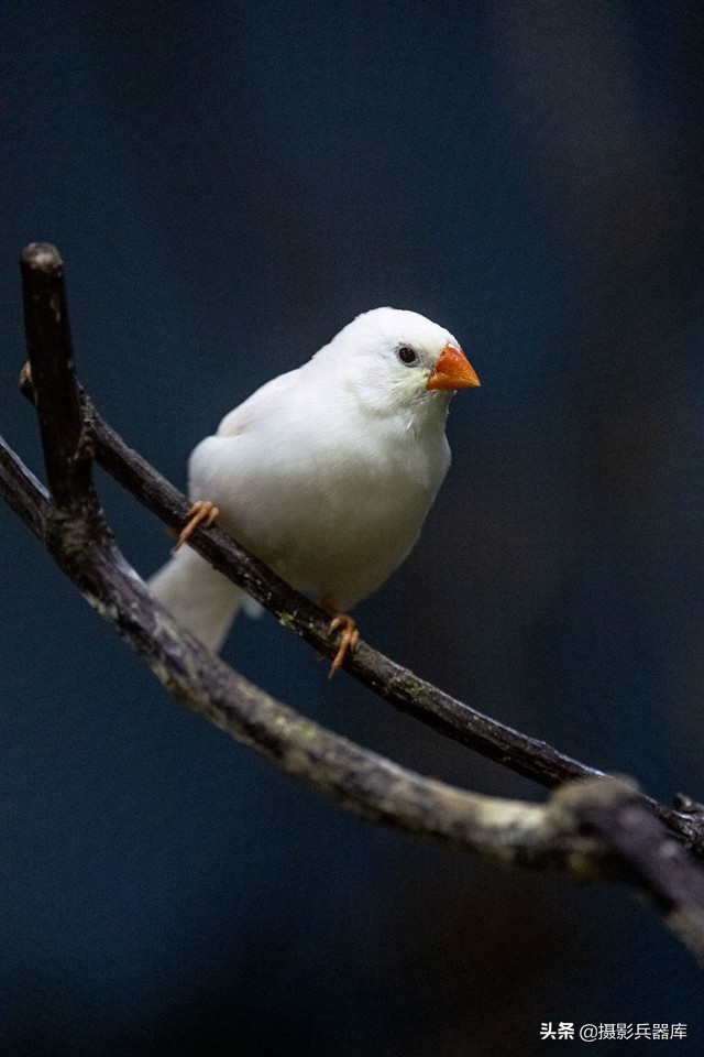 佳能eosr跟rp哪个好,佳能eosrp深度测评