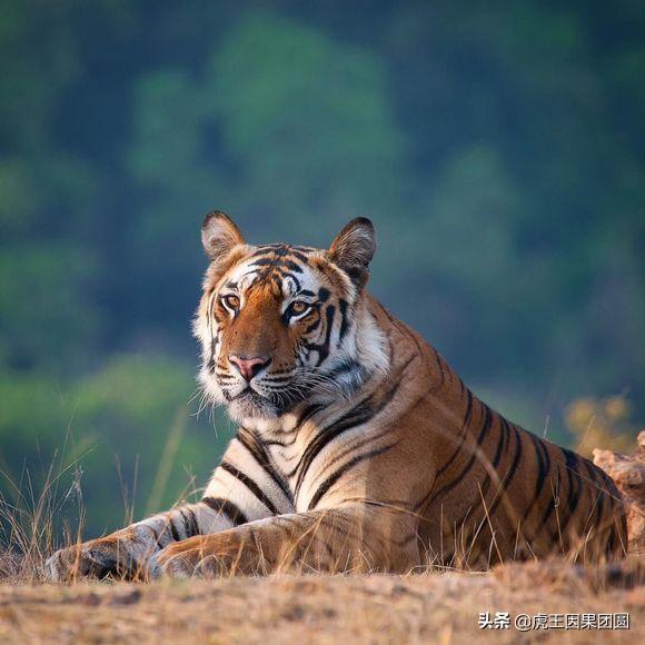 巴梅拉雄虎,传奇虎王战斗视频