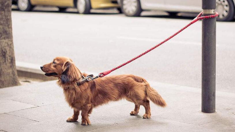 如何训练狗戴牵引带,怎么训练狗牵引