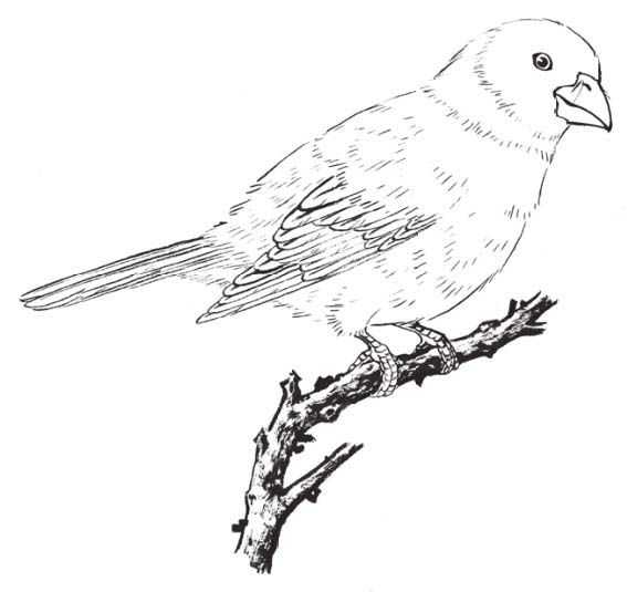 工笔画蜡嘴鸟的染色步骤,工笔画入门教程步骤图勾线