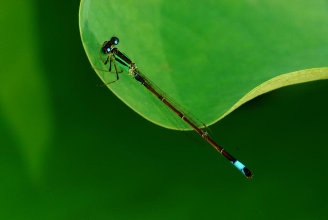 松下lx5和尼康d70拍照画质哪个好,尼康d70跟尼康d3100哪个出的更早