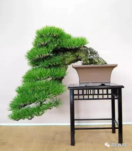 回旋飘枝盆景,飘枝临水盆景