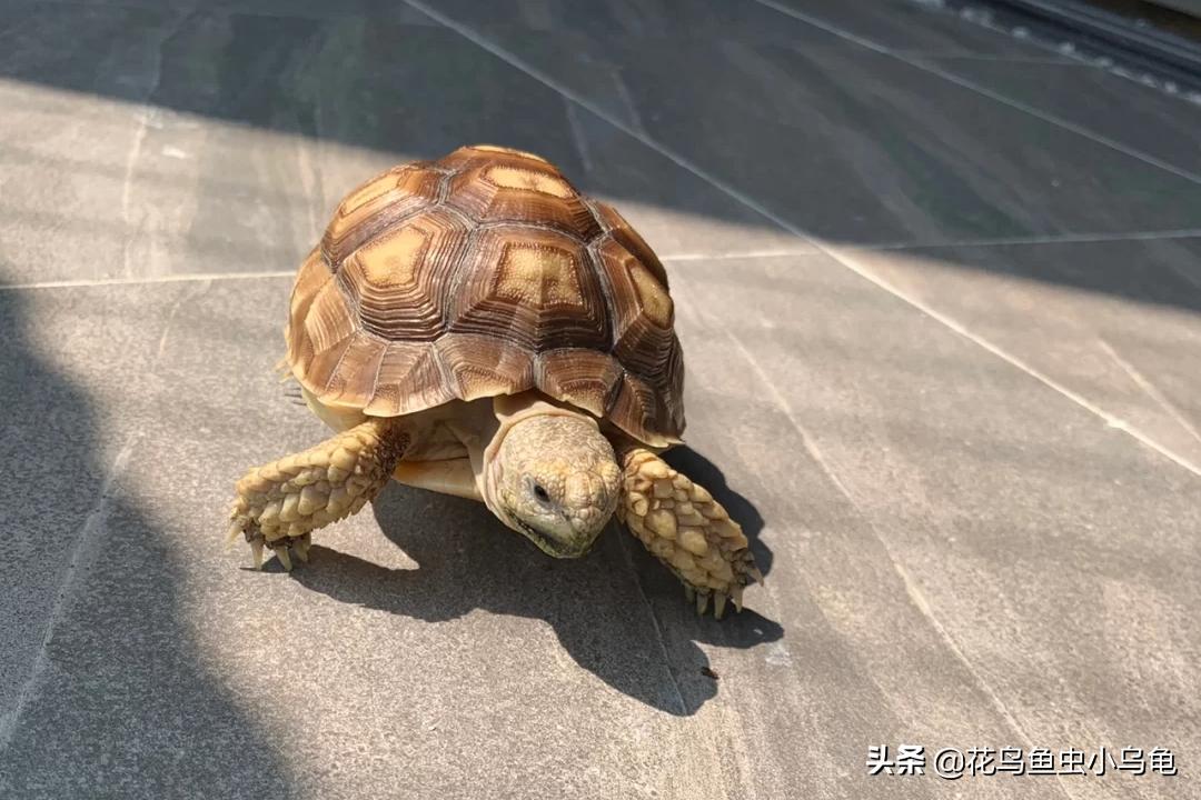 最常见的几种乌龟的品种,常见乌龟的种类及图片介绍