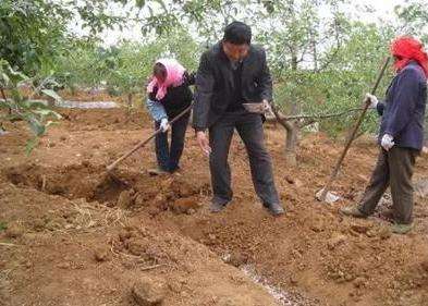 果树施肥为何虫害多,果树施肥为什么在旁边挖坑