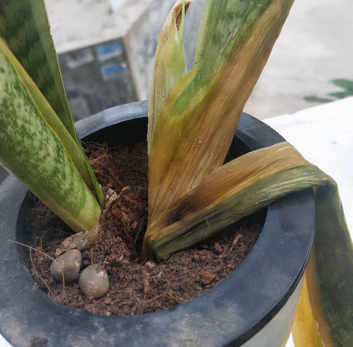 一年四季不死的十种花水养,浇水过多死的植物