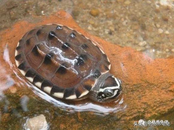墨顶龟为什么不建议养,十大不建议养的龟