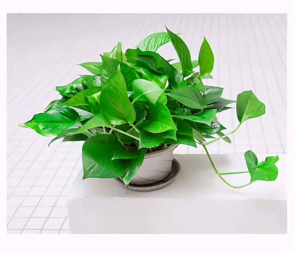 绿萝真的有毒吗有科学依据吗,绿萝养到家里真的有毒吗