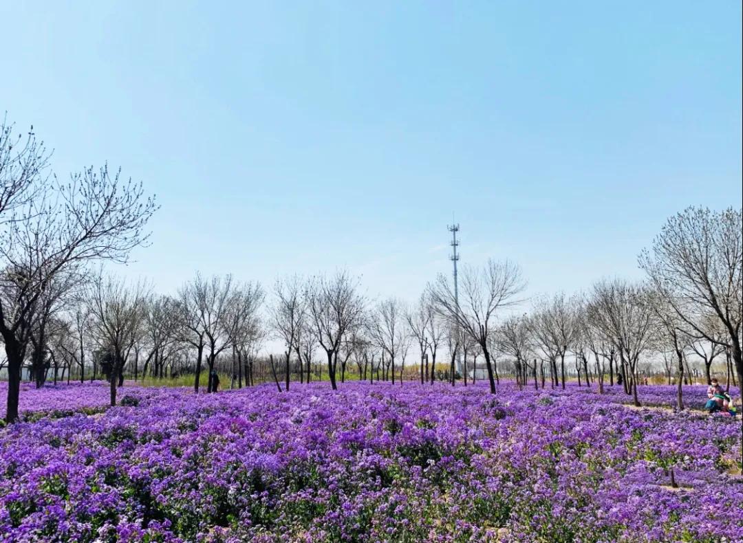 一个不出郑州的踏青好去处,天津春游公园推荐