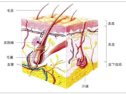 暴汗服减肥有效吗,减肥暴汗服真的假的