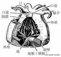 解密几个神奇的动物,解密神秘生物