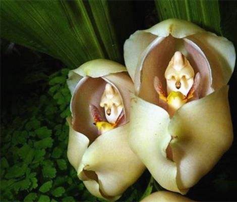 十种名贵的兰花品种有哪些,最珍贵的兰花品种排名前10位