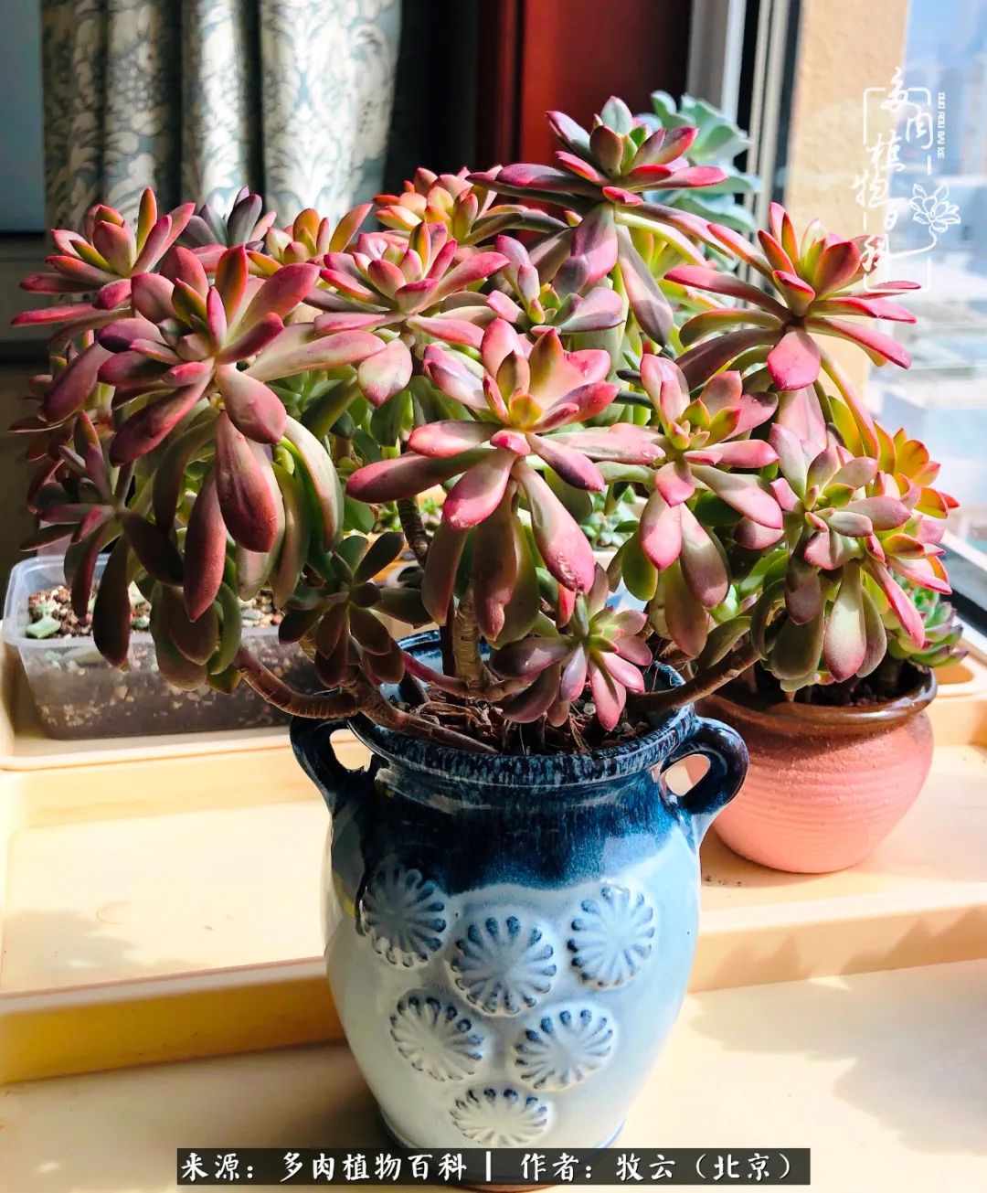 多肉植物一样的生机勃勃,多肉生活充满诗意