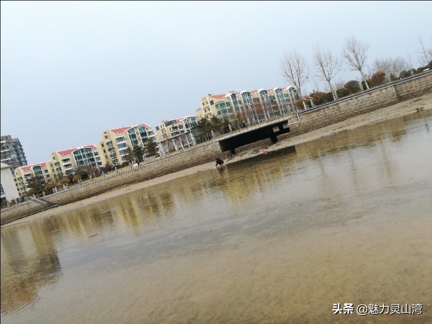 青岛大叔赶海全集,赶海大叔抓海鲜视频