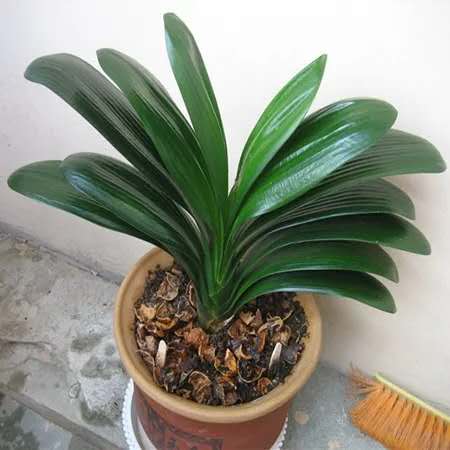 君子兰秋天怎样施肥怎样管理,君子兰浇水干透浇透是否正确