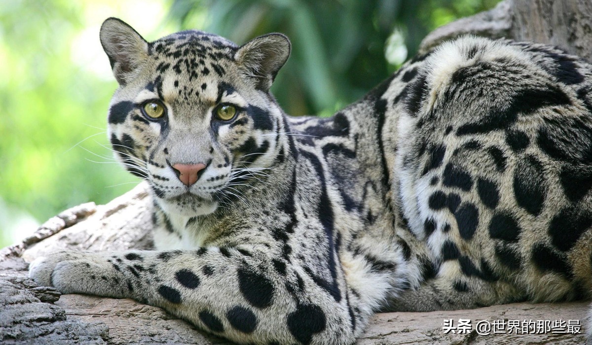 剑齿虎时期的猛兽,被称为小剑齿虎的是云豹还是雪豹