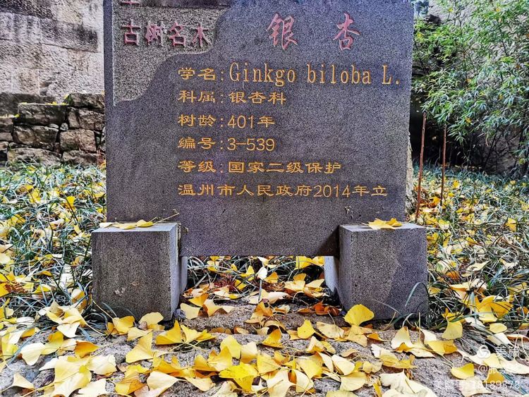 温州茶山五美园的故事,温州茶山五美园