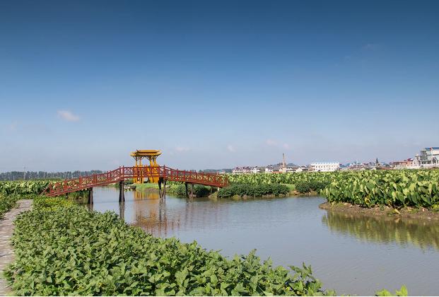 中国出名的香芋大个好吃,舌尖上的香芋