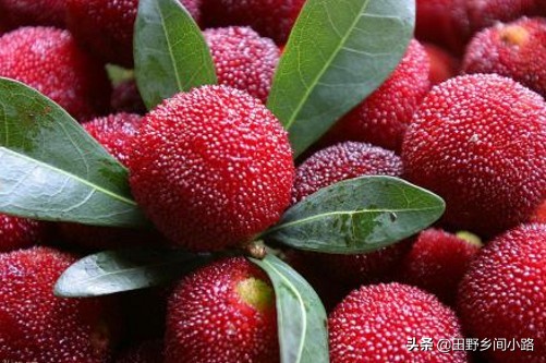 杨梅的种植技术,杨梅种植技术大全