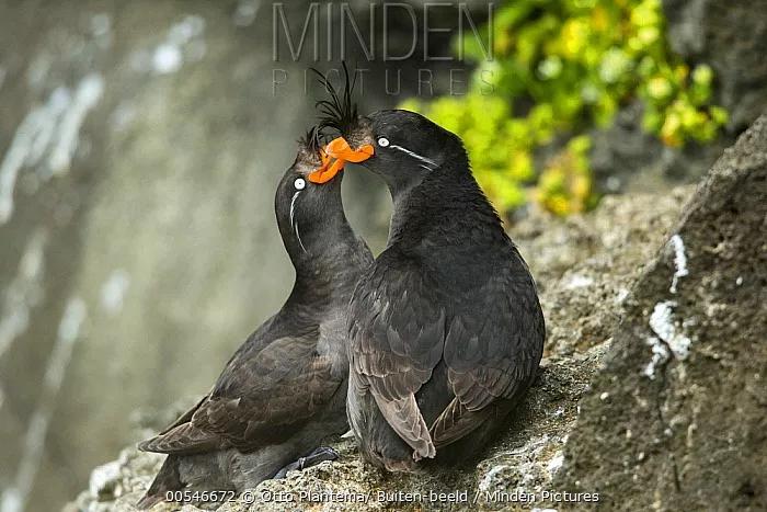 有妹撩妹，无妹防虫，鸟儿的橘味香水这么神奇呢？