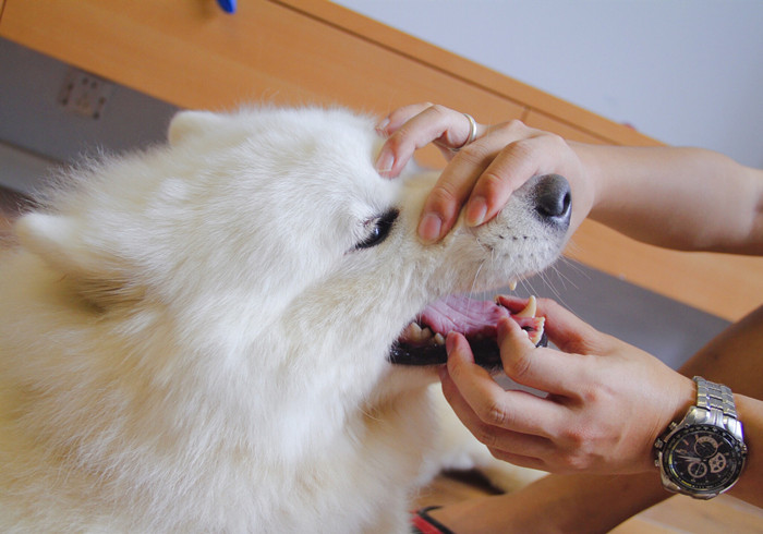 狗狗换牙会掉多少颗牙,狗换牙原来的牙齿没掉怎么办