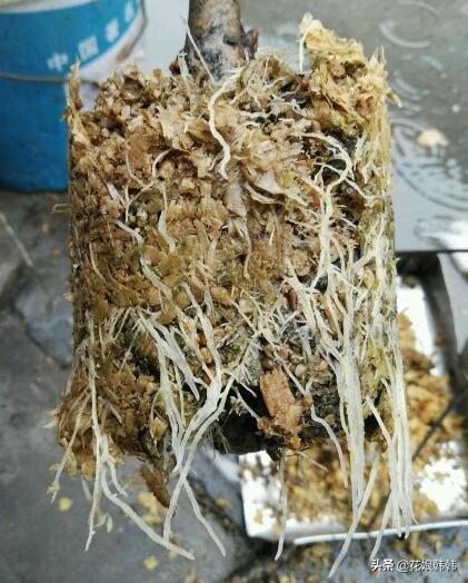 扦插三角梅生根的温度和湿度要求,扦插繁殖多少度温度合适