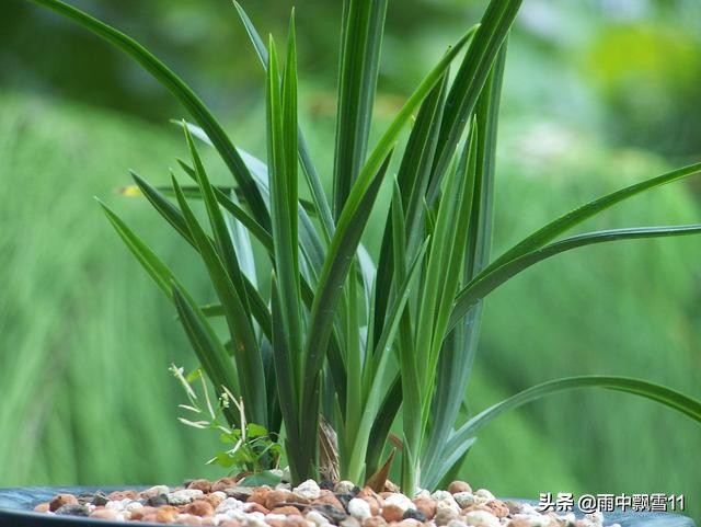 兰花怎么养才能一年四季开花,兰花开花后养殖方法和技巧