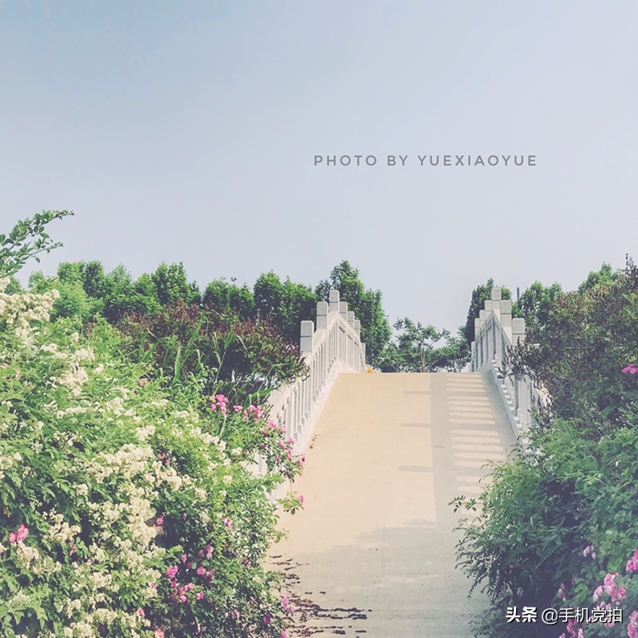 如何拍照识别花草植物,如何扫一扫快速识别花草