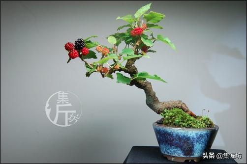 桑树下山盆景种植,桑树做盆景好吗