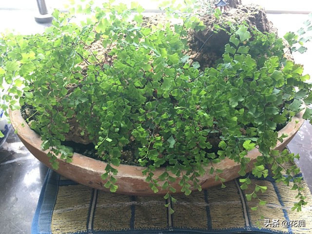 上水石上用什么土栽培绿植,适合种在上水石上的绿植