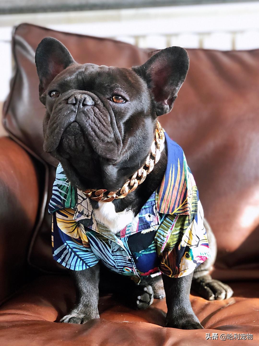 英斗犬和法斗犬区别图片对比大全,法斗犬和英斗犬的区别