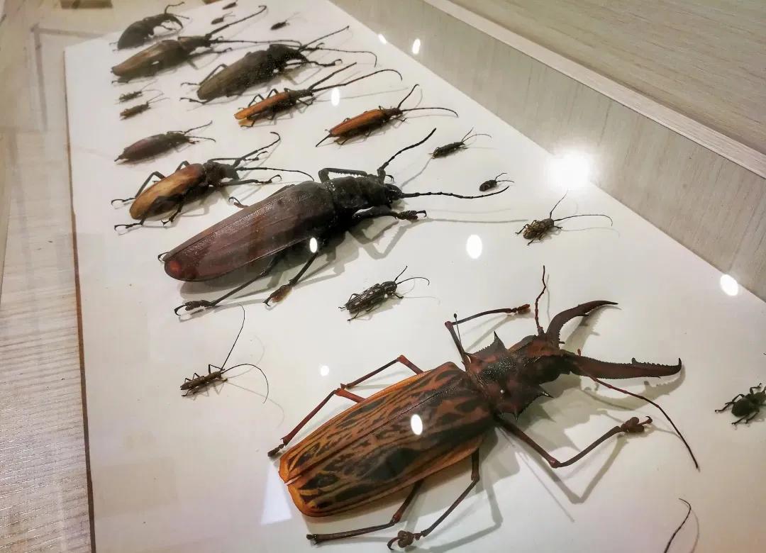 端午节省时省力的游玩攻略,端午去哪玩这份旅游攻略值得收藏