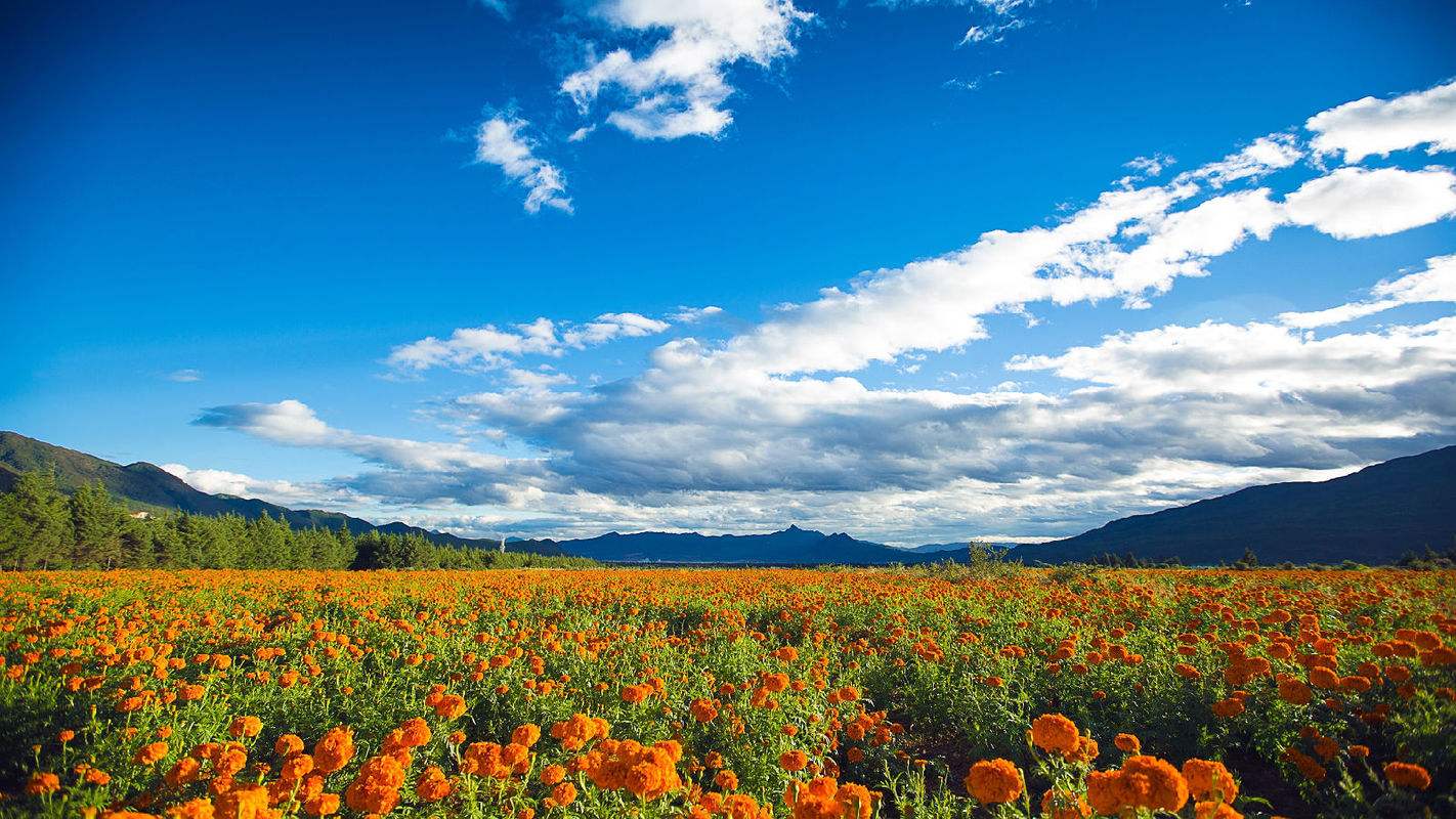 西双版纳旅游被宰客,西双版纳旅游人数下降统计