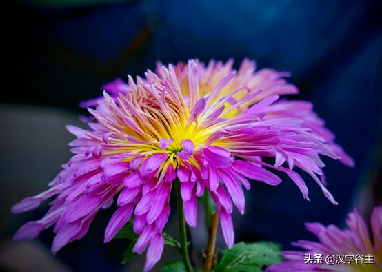 读“菊”，读出其自然本性与人文意象