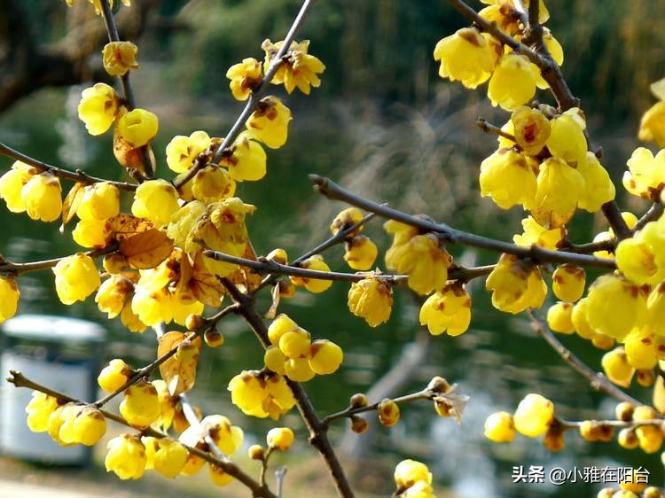 寒冬腊月养这“四种花”,越冷越开花,春节开的最美,花香满屋!